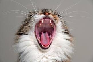 Yawning cat